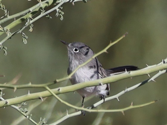 Blaumückenfänger - ML646205901