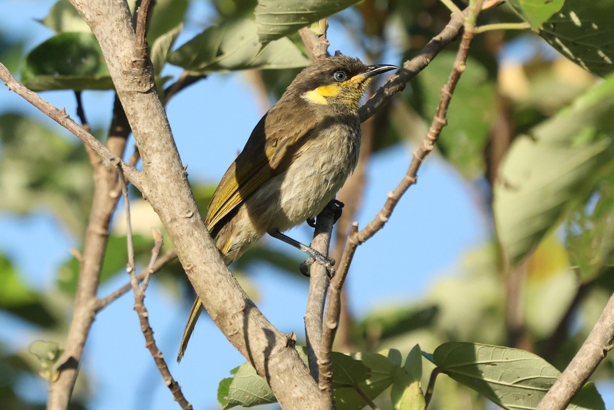 Mangrove Honeyeater - ML646205908