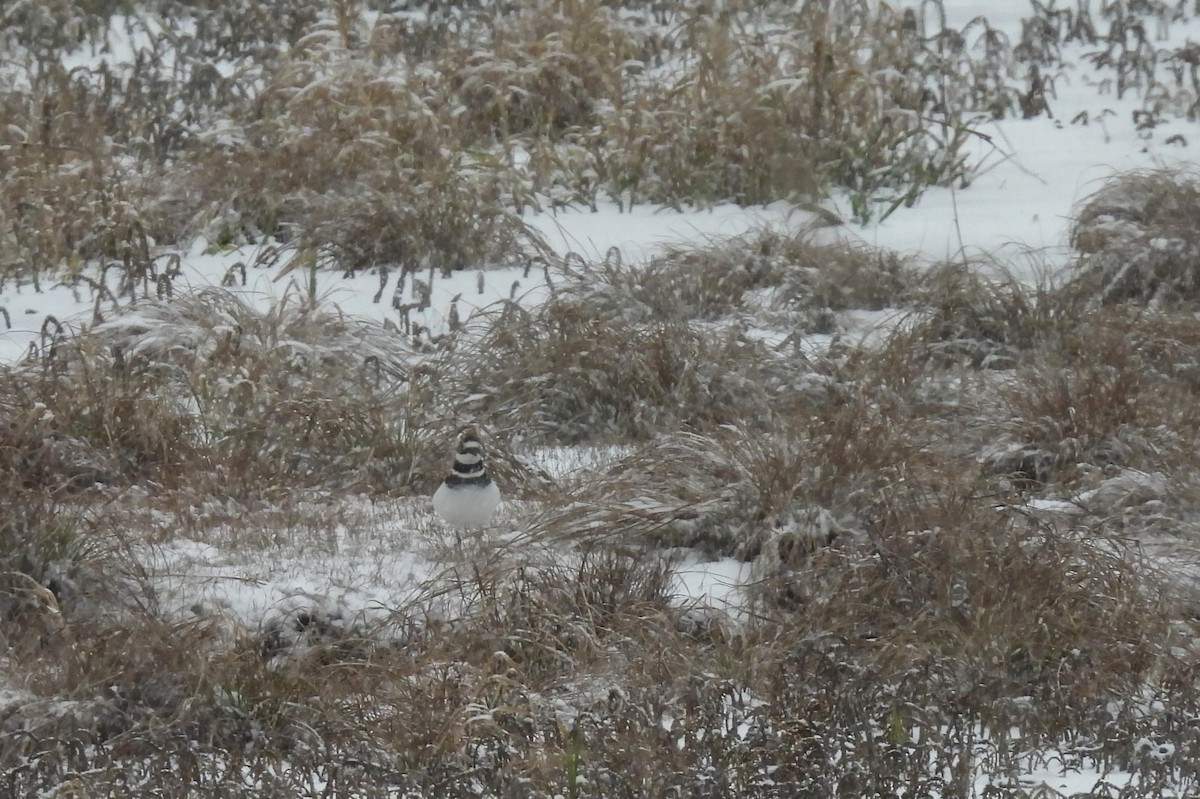 Keilschwanz-Regenpfeifer - ML646205909