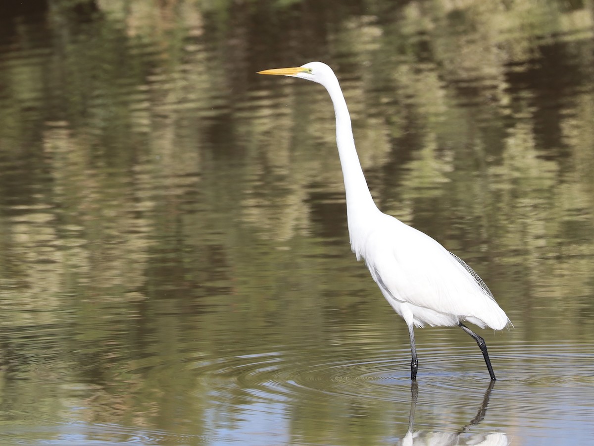 Silberreiher - ML646205910