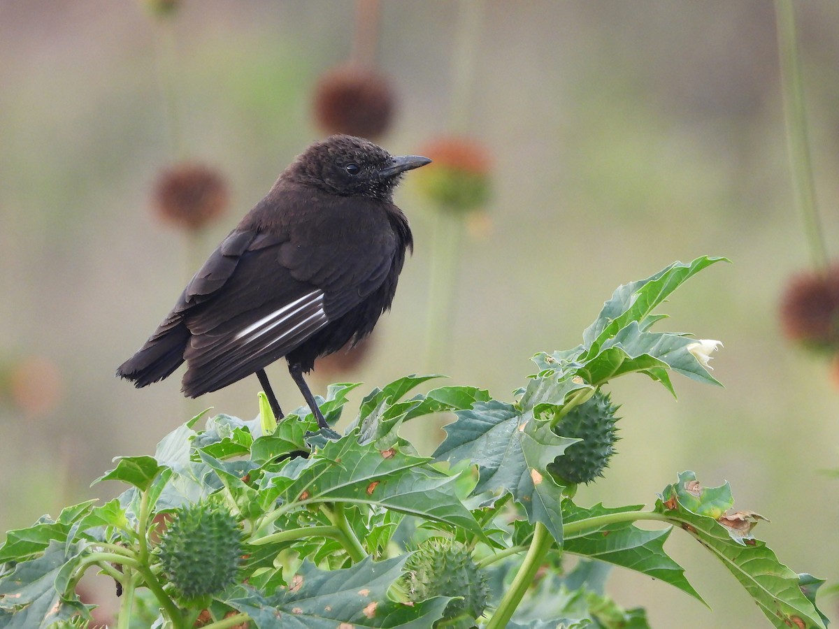 Rußschmätzer - ML646205911