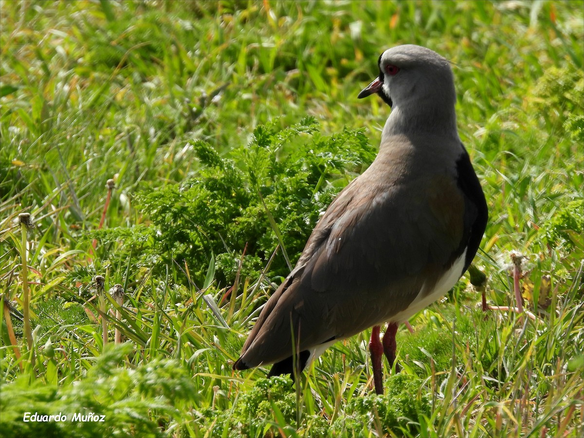 Bronzekiebitz - ML646205912