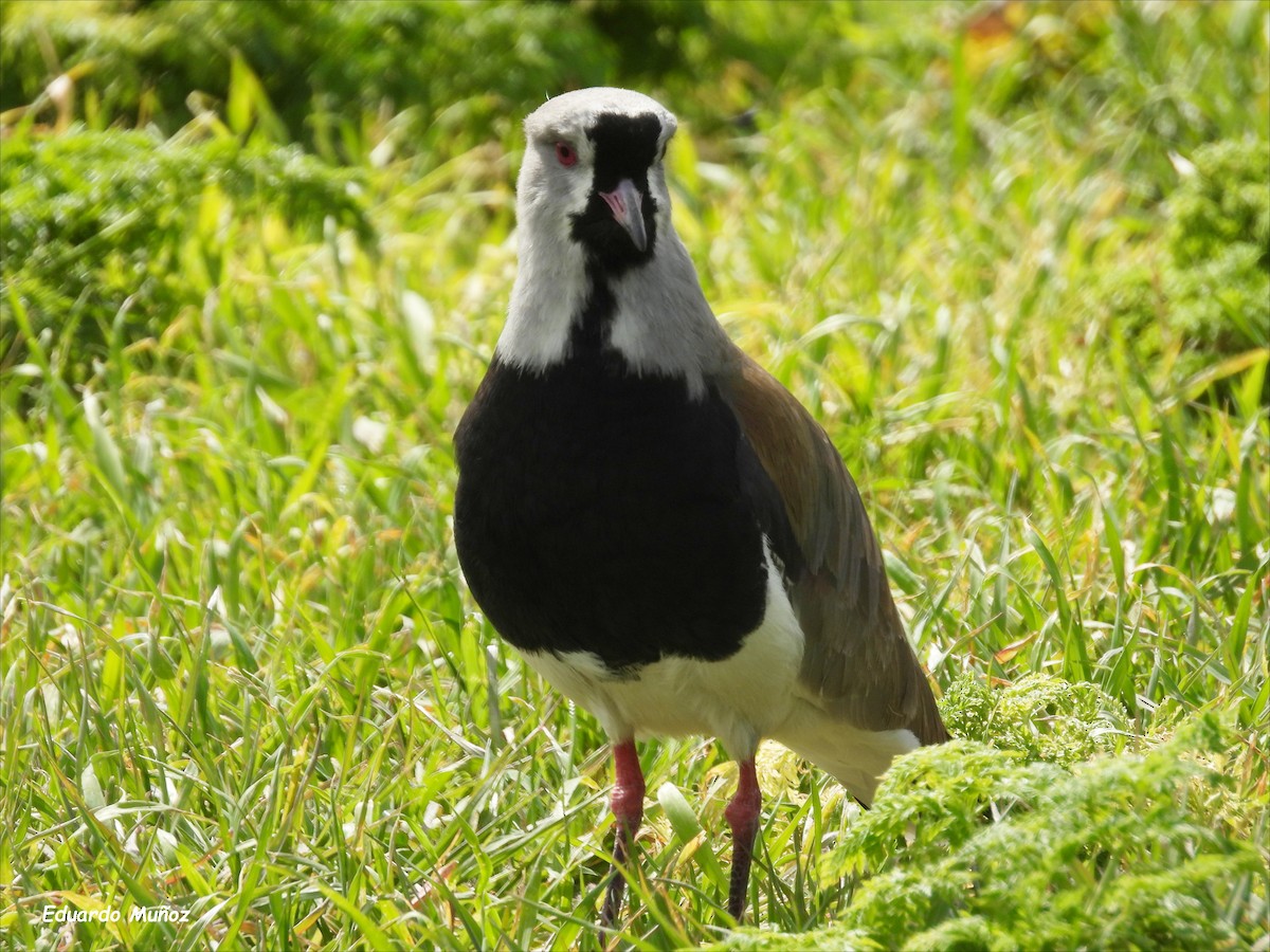 Bronzekiebitz - ML646205913