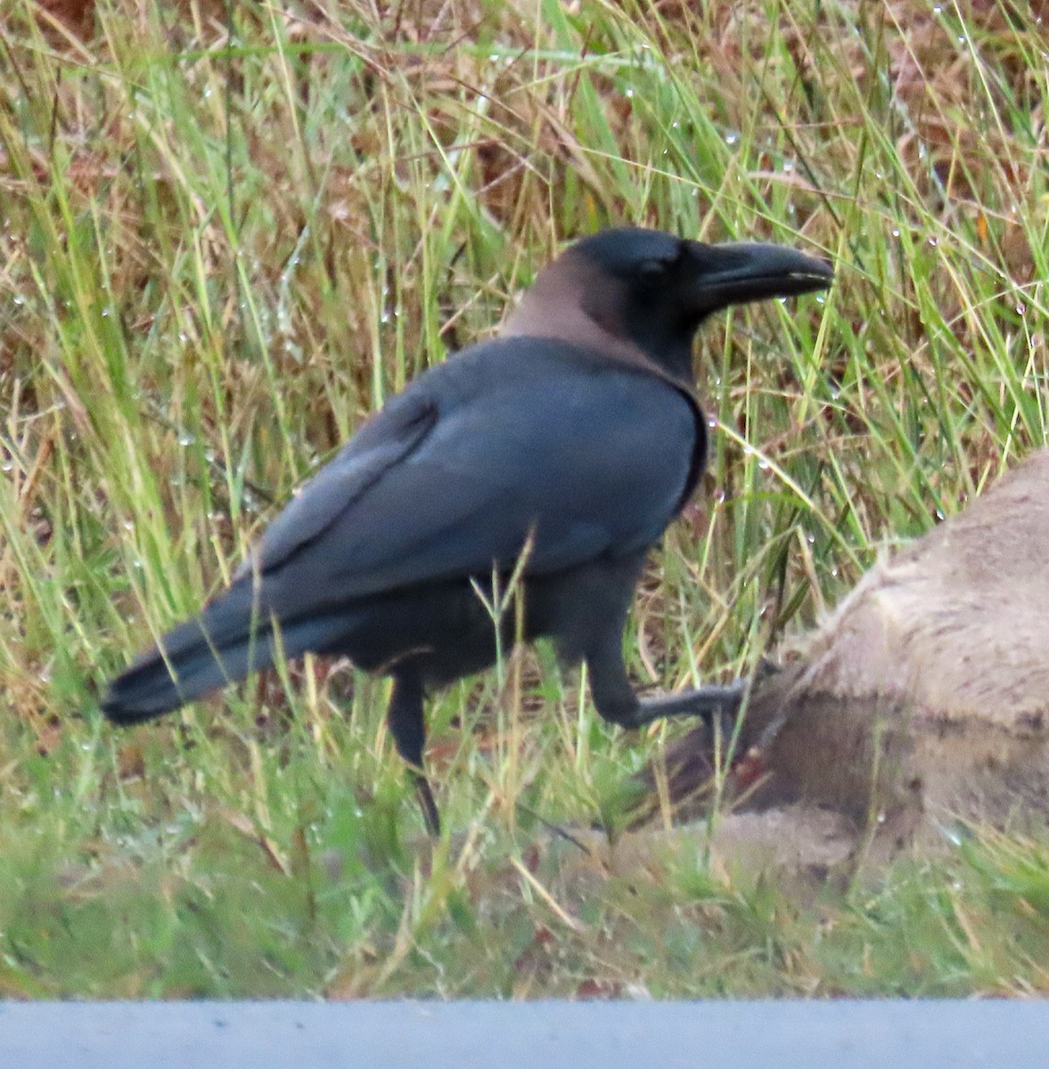 House Crow - ML646205914