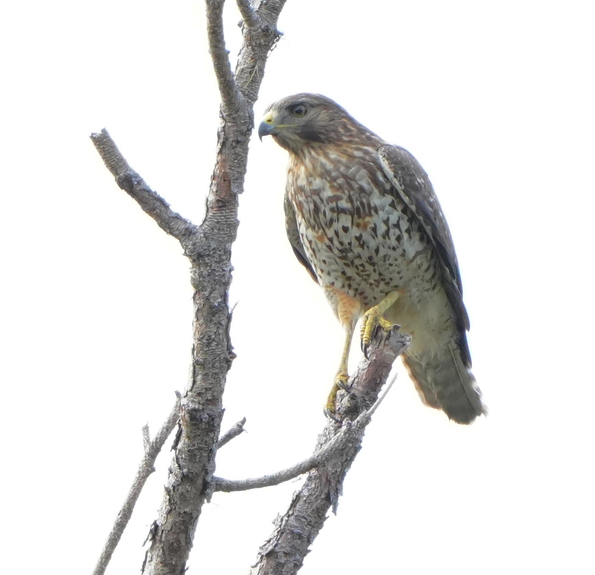 Rotschulterbussard - ML646205915