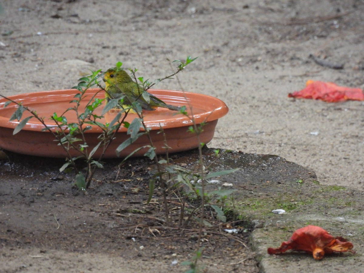 Mönchswaldsänger - ML646205916