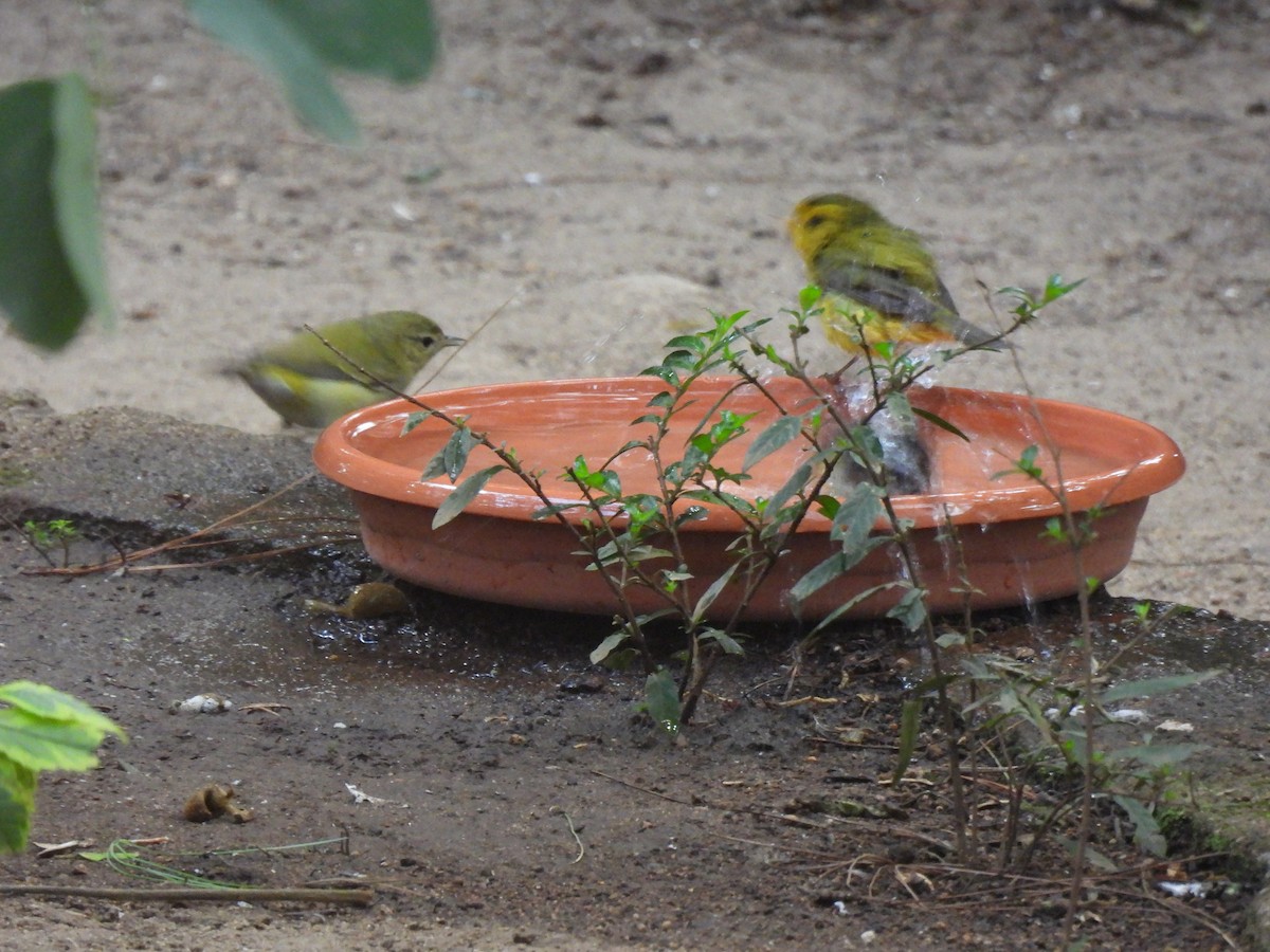 Mönchswaldsänger - ML646205917