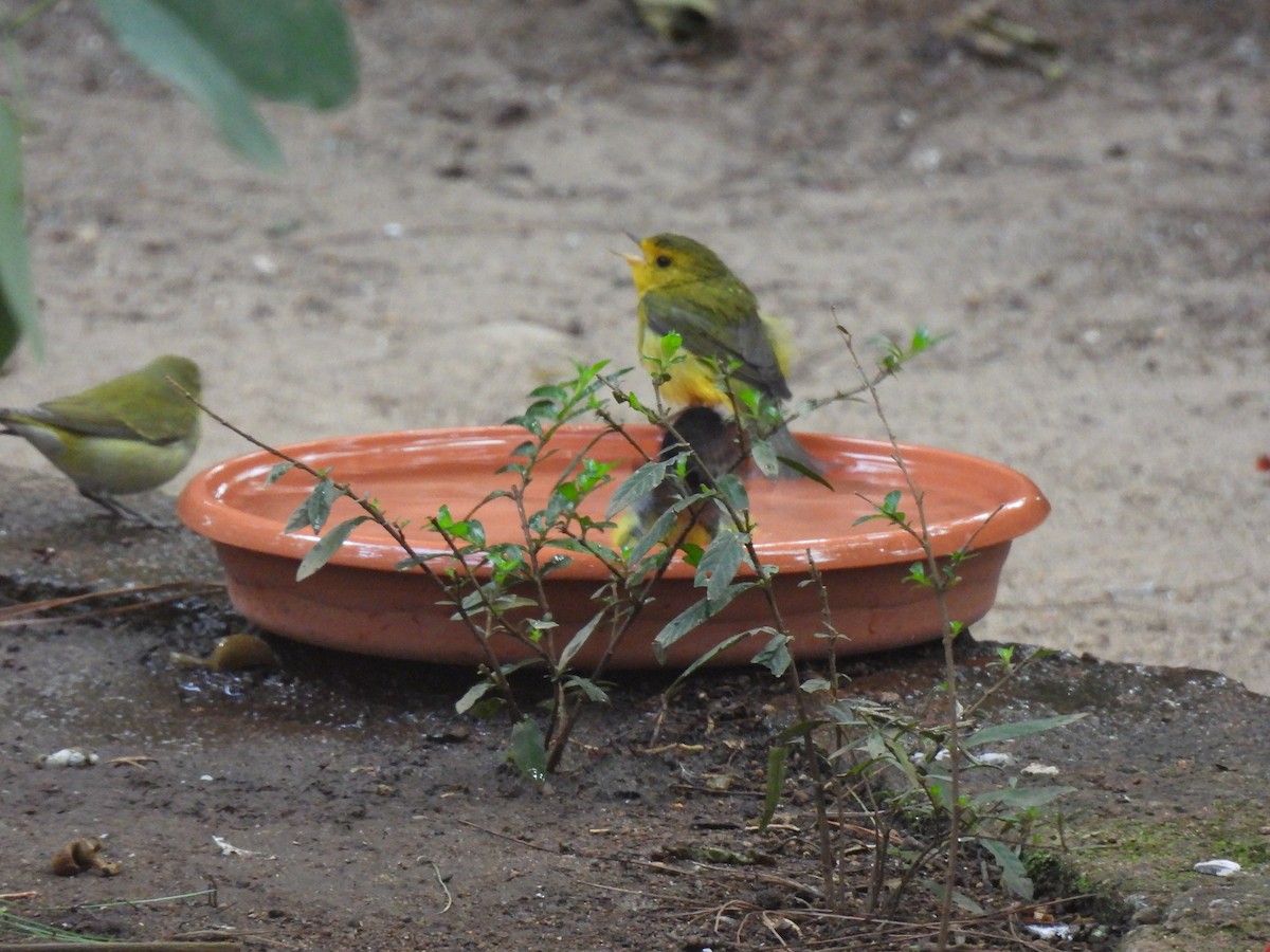 Mönchswaldsänger - ML646205918