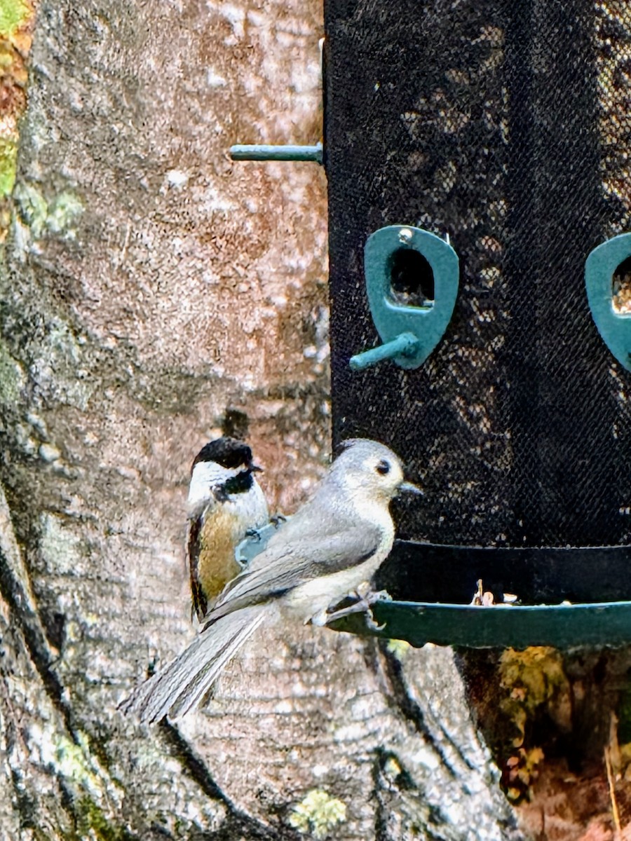 Grauhäubchenmeise - ML646205919