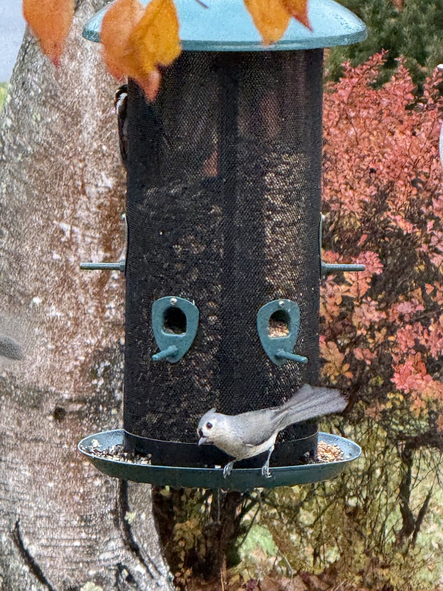 Grauhäubchenmeise - ML646205920