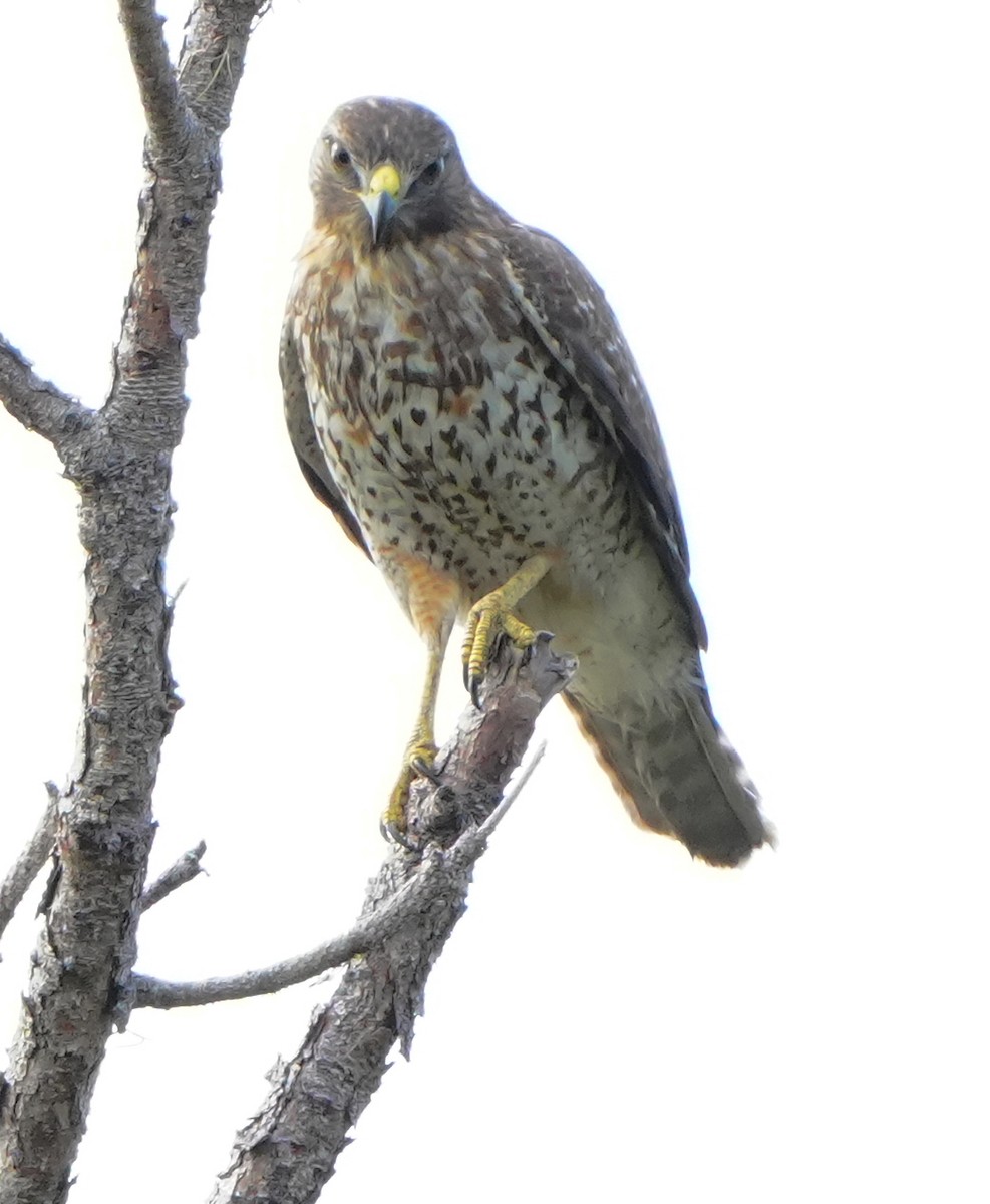 Rotschulterbussard - ML646205921