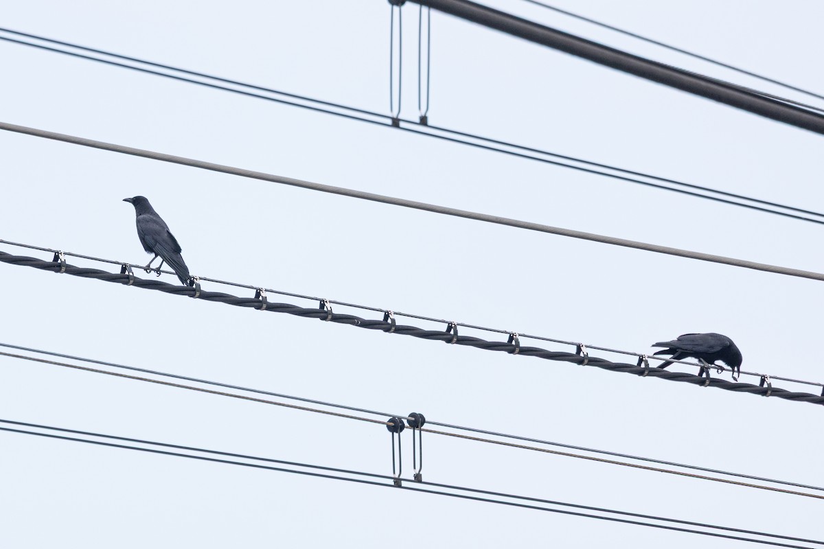 Rabenkrähe - ML646205922