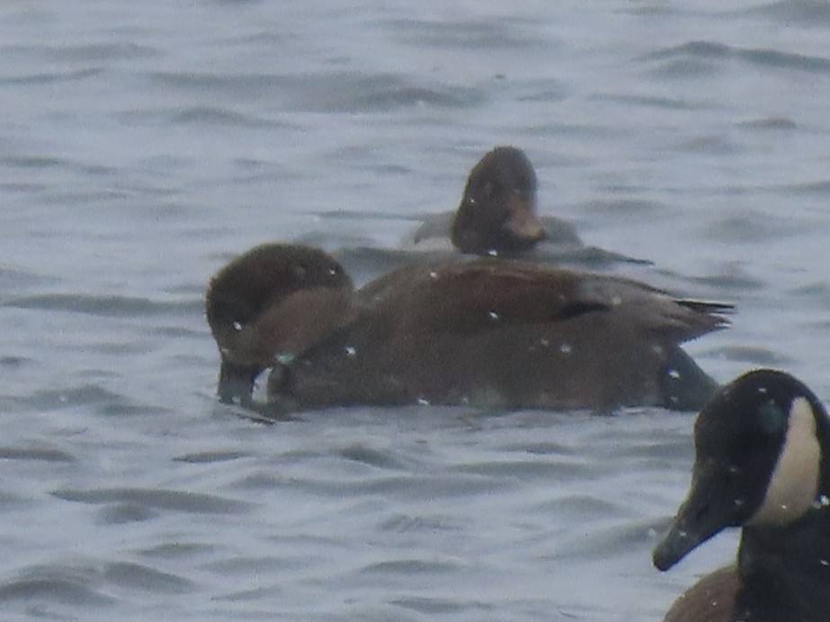 Ente, unbestimmt - ML646205924