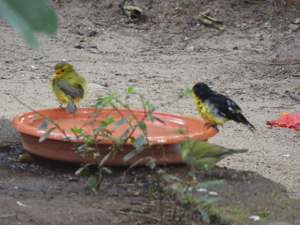 Mönchswaldsänger - ML646205925