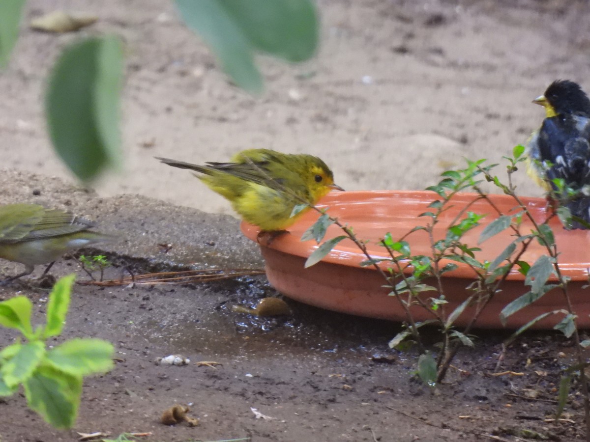 Mönchswaldsänger - ML646205926