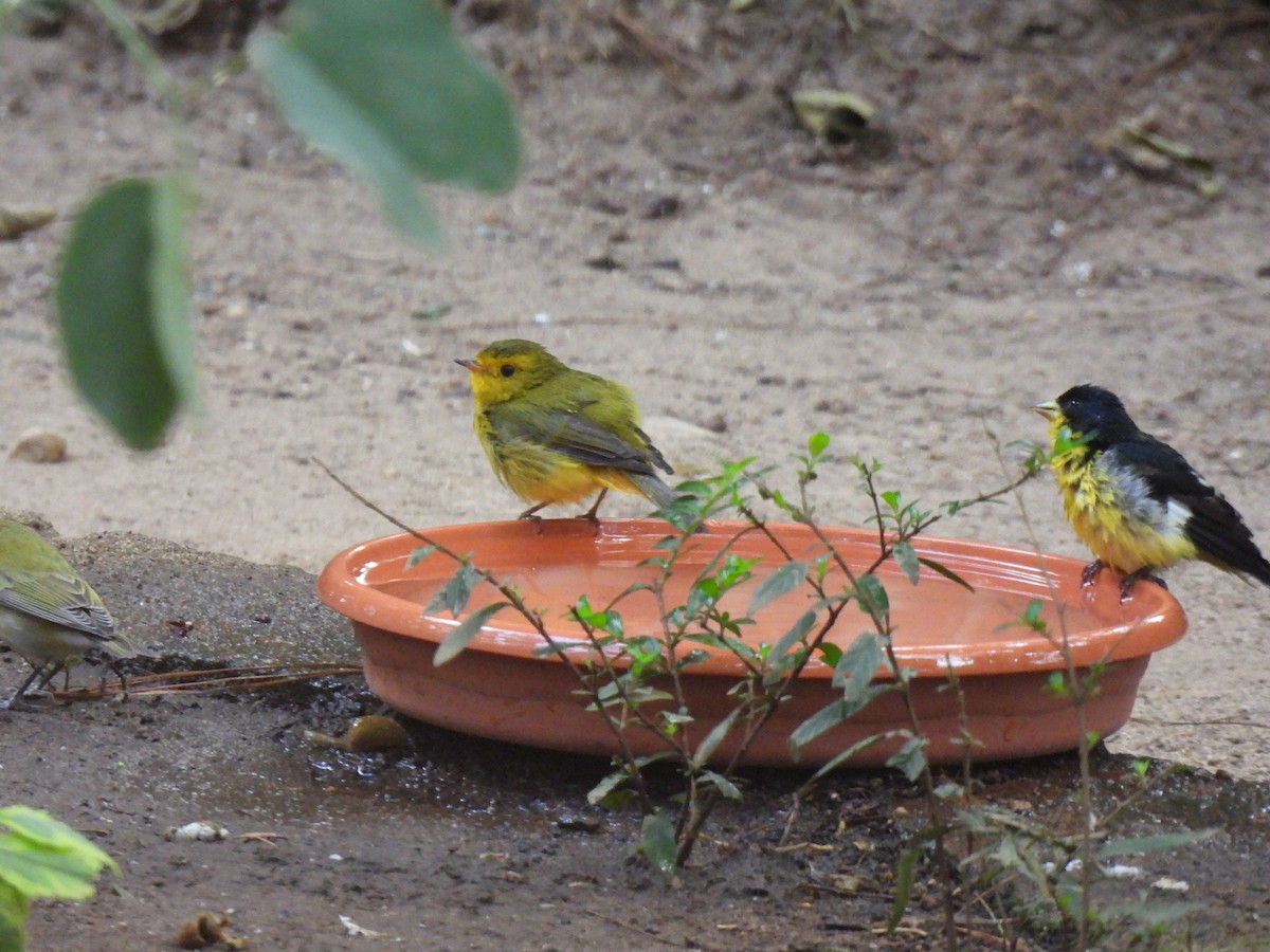 Mönchswaldsänger - ML646205927