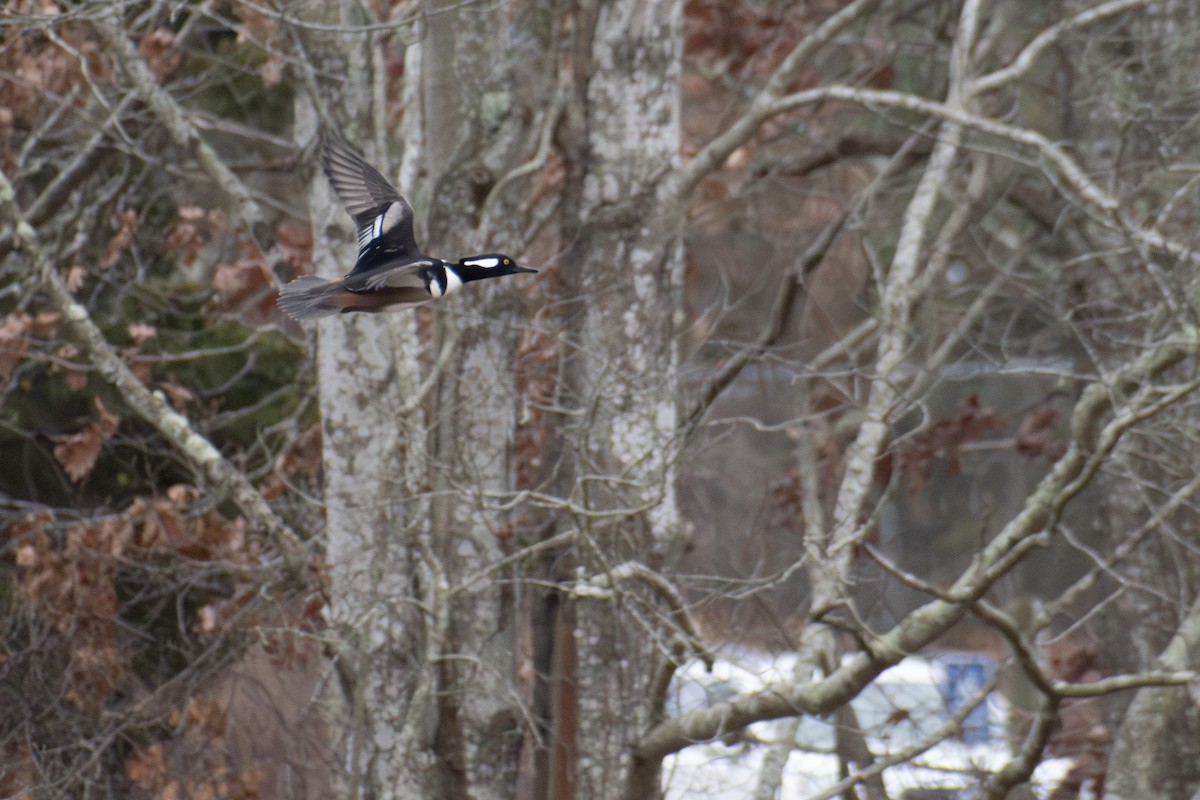 Kappensäger - ML646205929