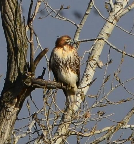 Rotschwanzbussard - ML646205931