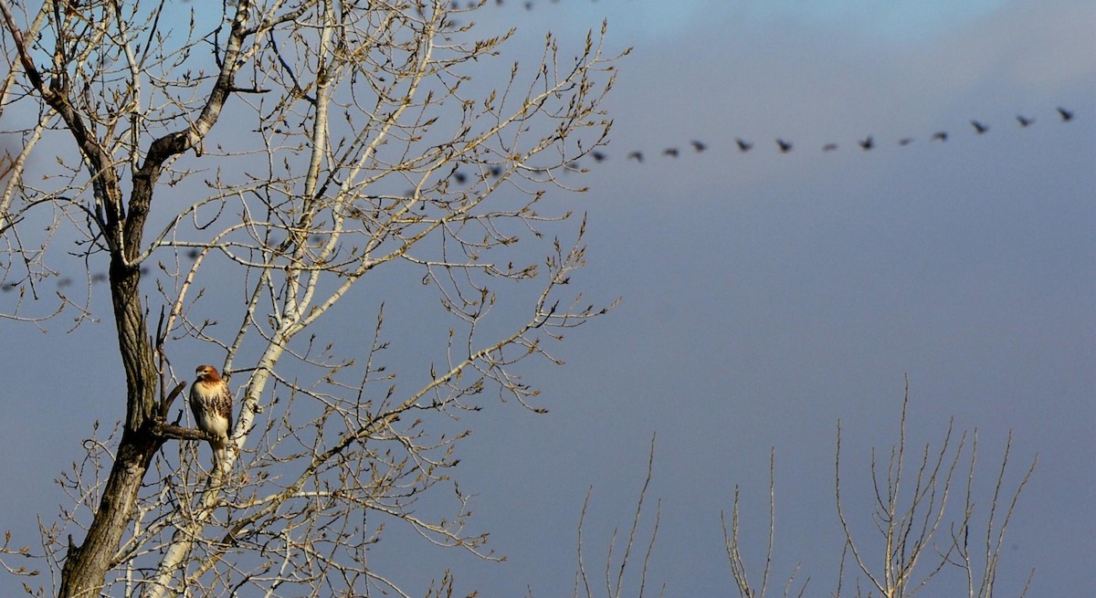 Rotschwanzbussard - ML646205932