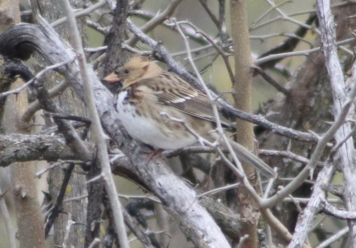 Harrisammer - ML646205933