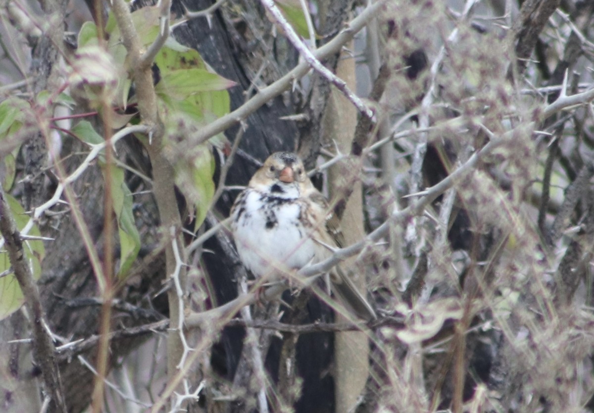 Harrisammer - ML646205934