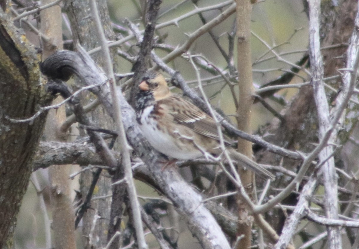 Harrisammer - ML646205935