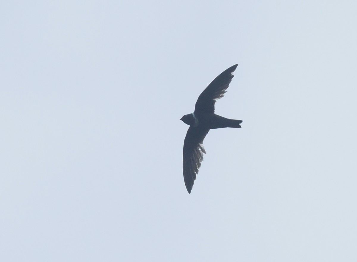 White-collared Swift - ML646205938