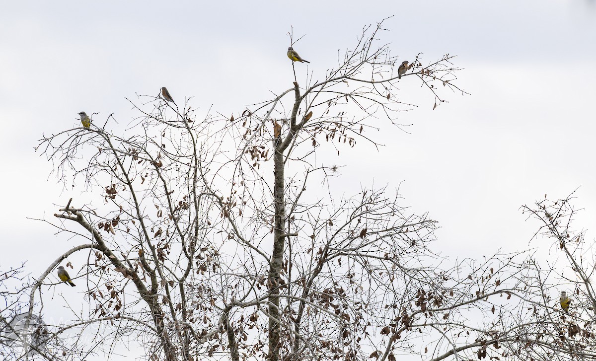 Western Kingbird - ML646205953