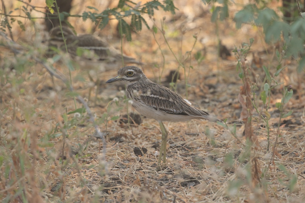 Indian Thick-knee - ML646205954