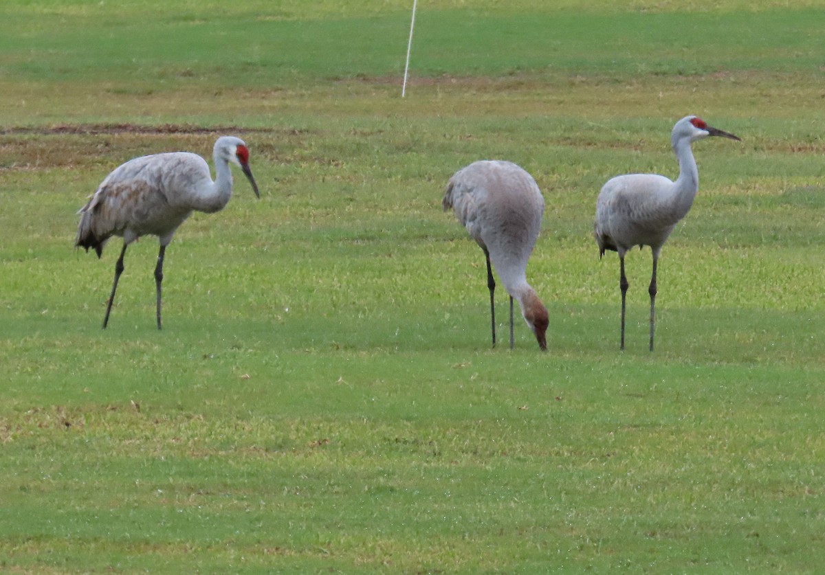 Sandhill Crane - ML646205955