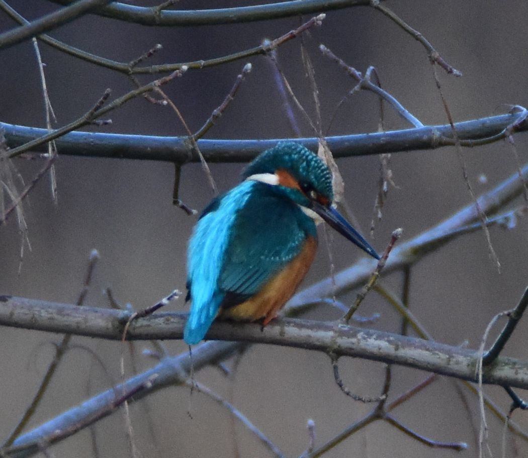 Common Kingfisher - ML646205956