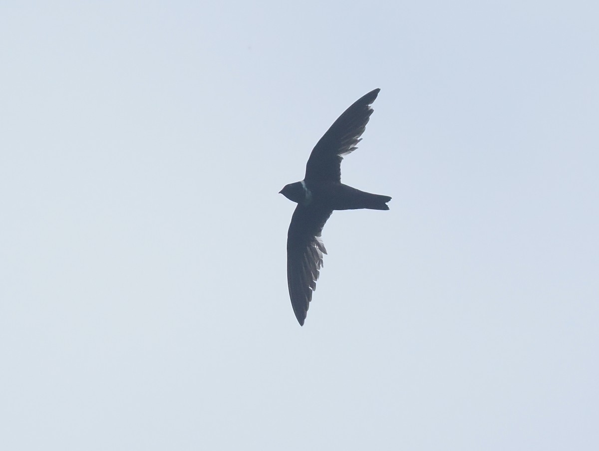 White-collared Swift - ML646205957