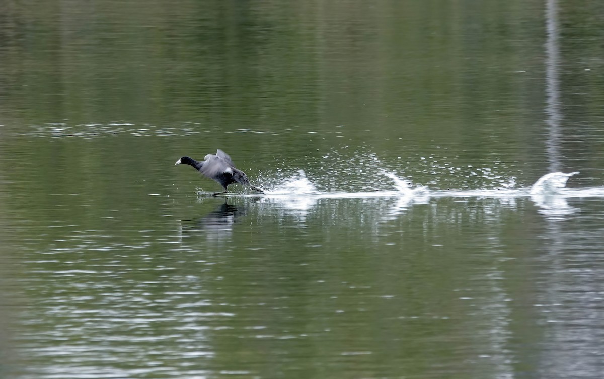 American Coot - ML646205964