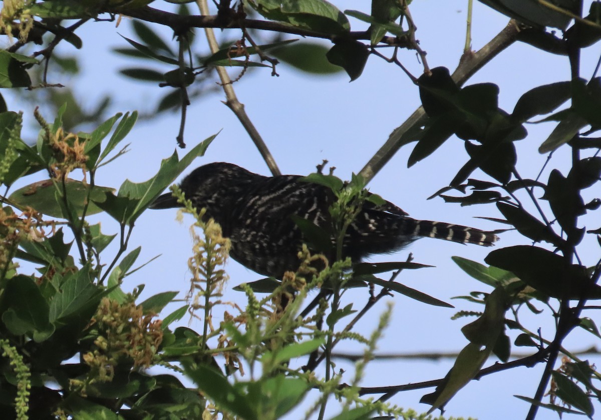 Barred Antshrike - ML646205966