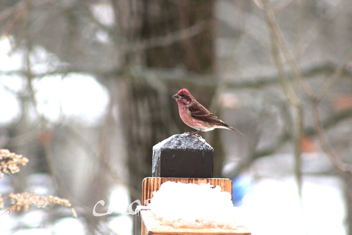 Purple Finch - ML646205967