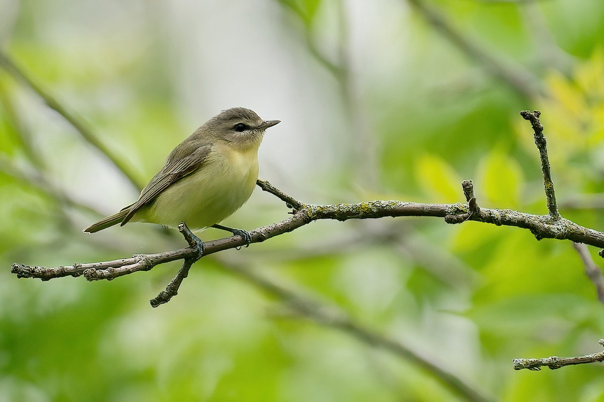 Bireo filadelfiarra - ML646205970