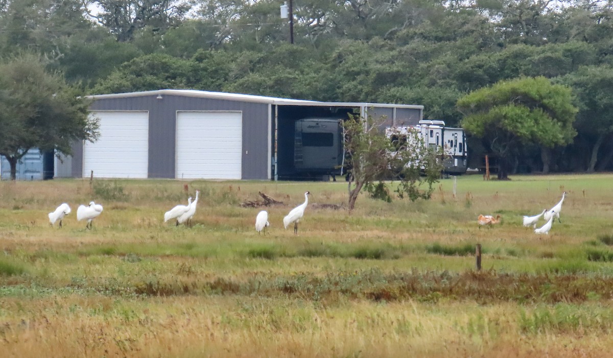 trompettrane - ML646205971