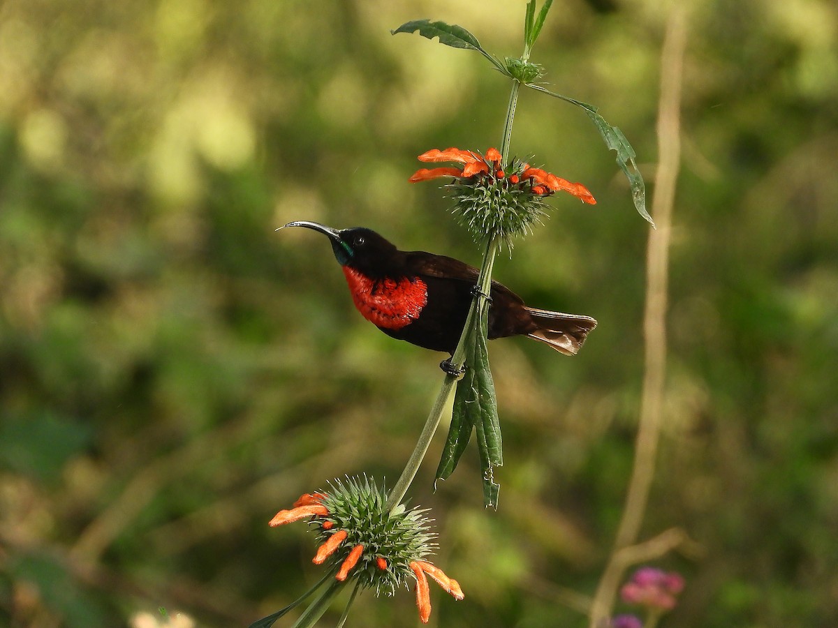 Scarlet-chested Sunbird - ML646205972