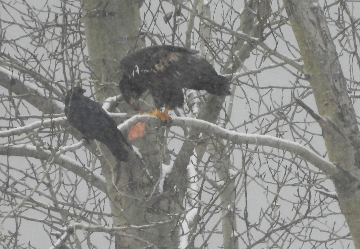 Bald Eagle - ML646205973