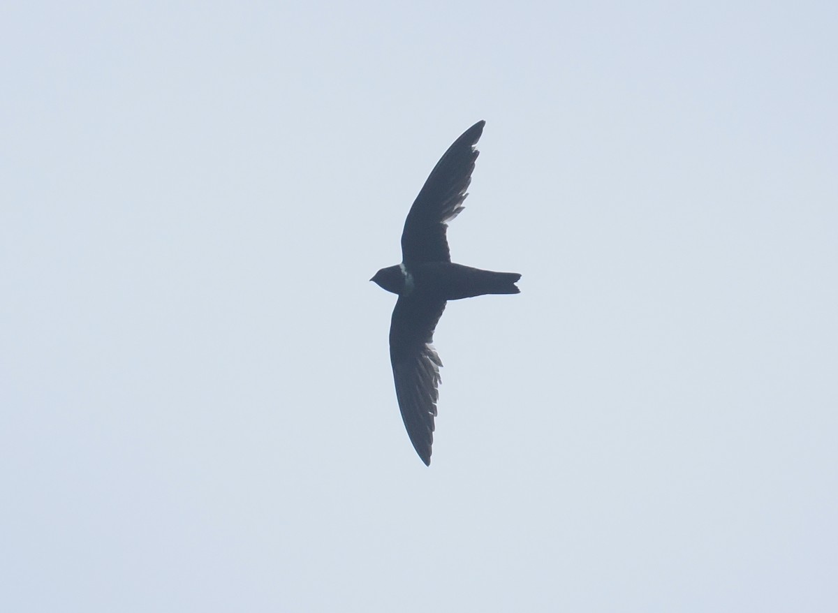 White-collared Swift - ML646205976