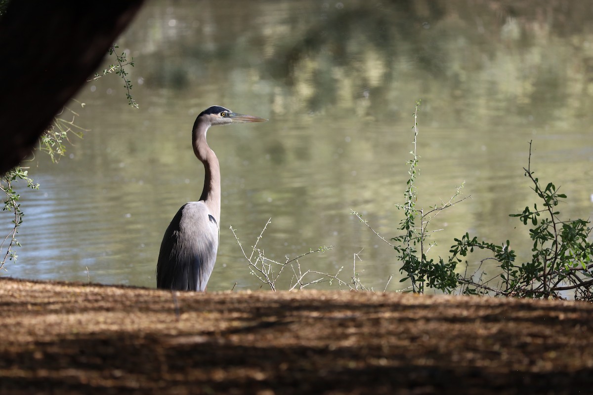 Grand Héron - ML646205985
