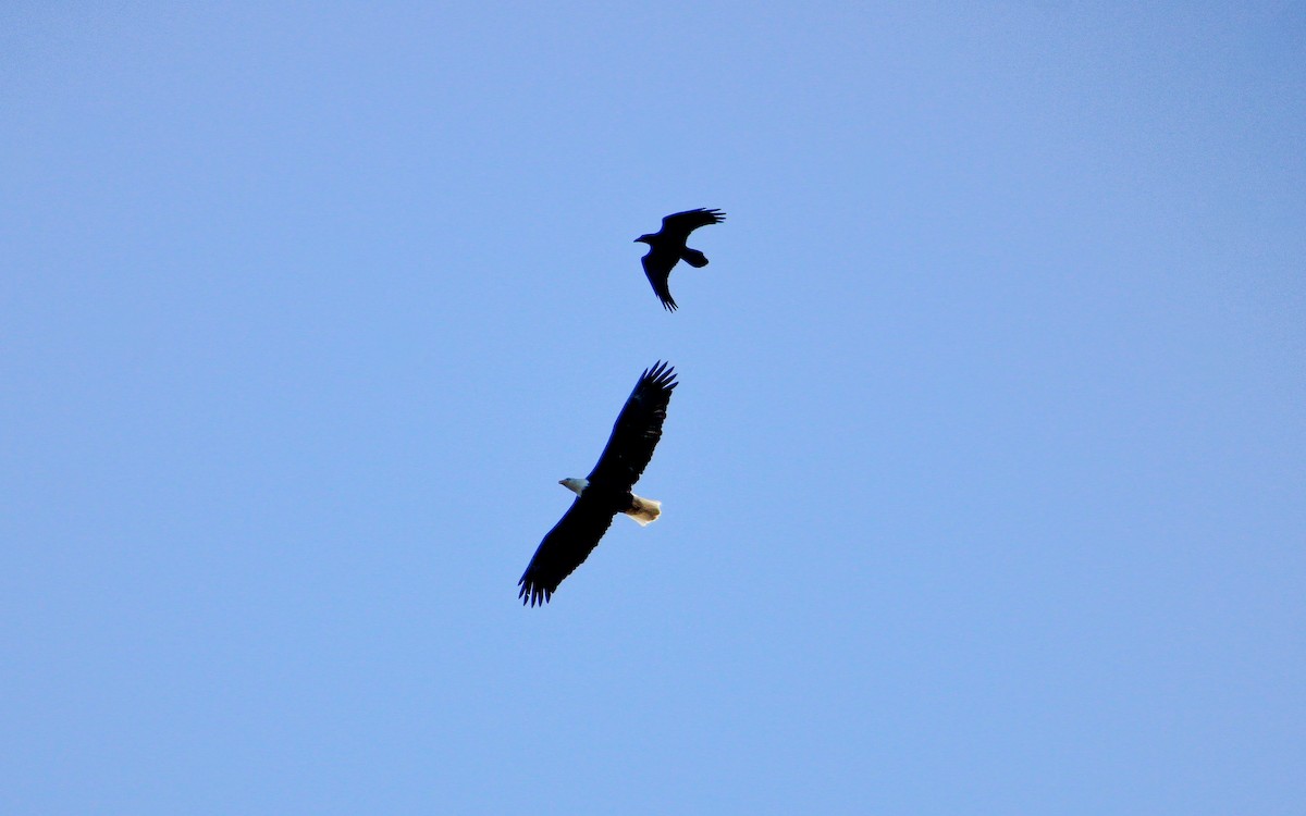 Bald Eagle - ML646205986