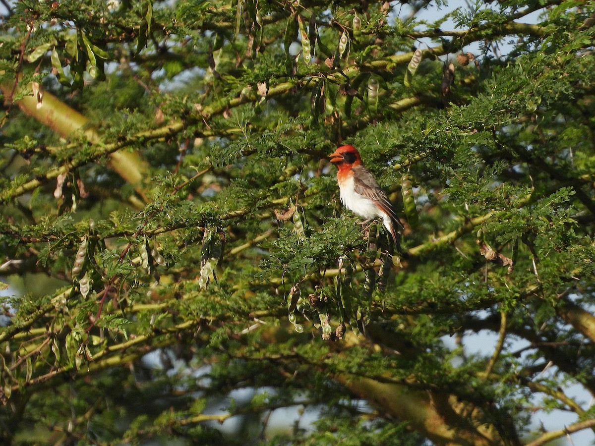 Red-headed Weaver - ML646205987