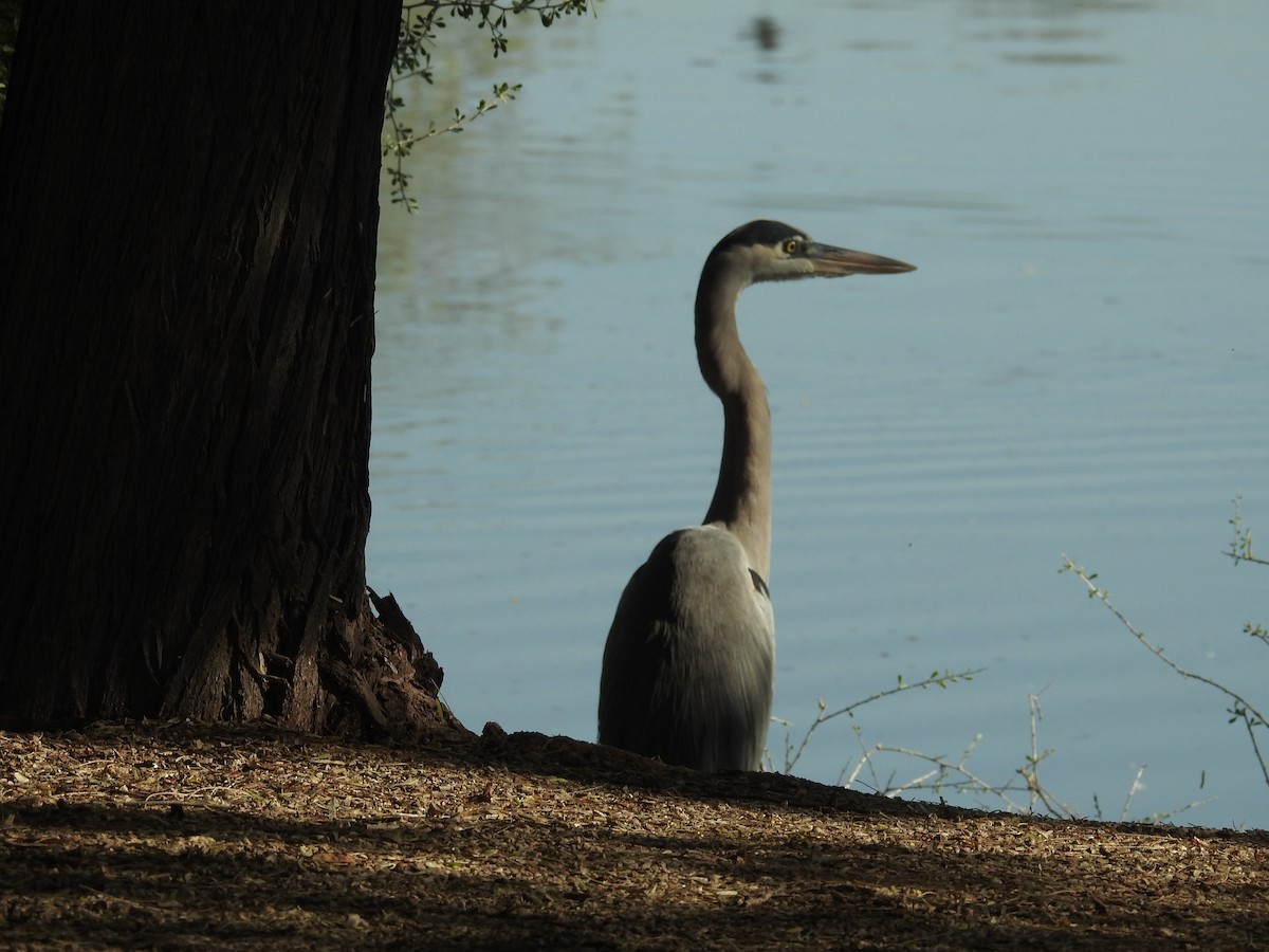 Grand Héron - ML646205991