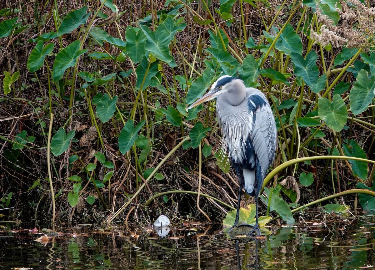 Great Blue Heron - ML646205992