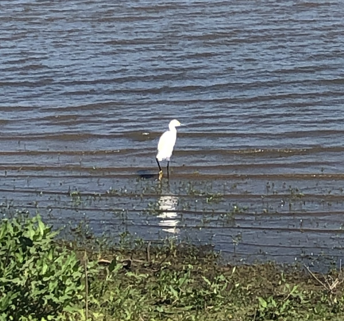 Snowy Egret - ML646205993