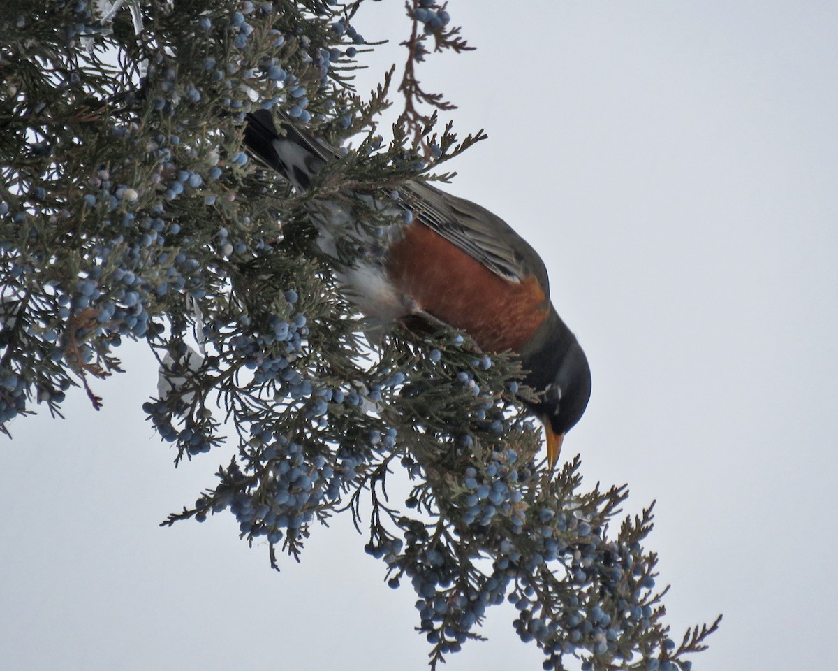 American Robin - ML646206004
