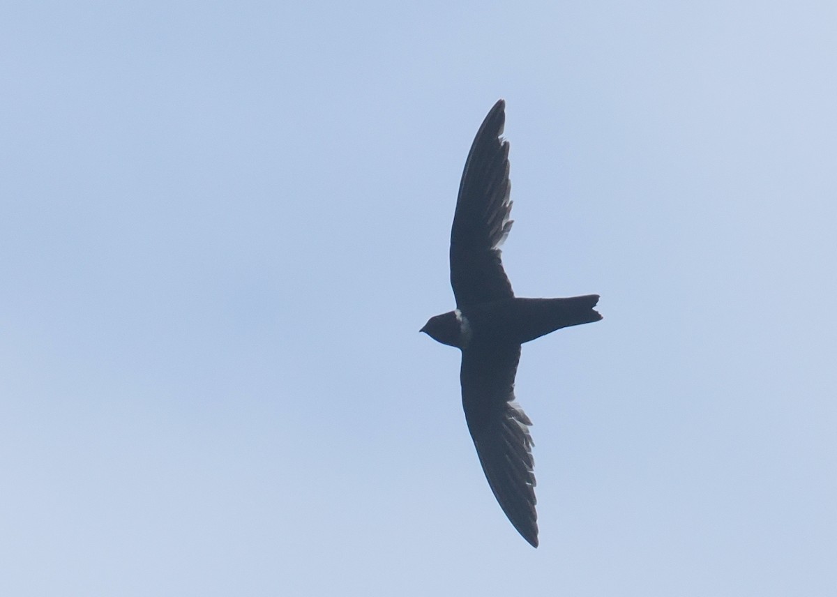 White-collared Swift - ML646206005