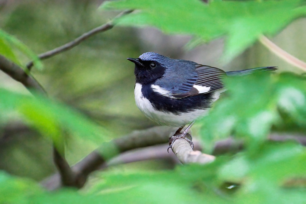 Black-throated Blue Warbler - ML646206006