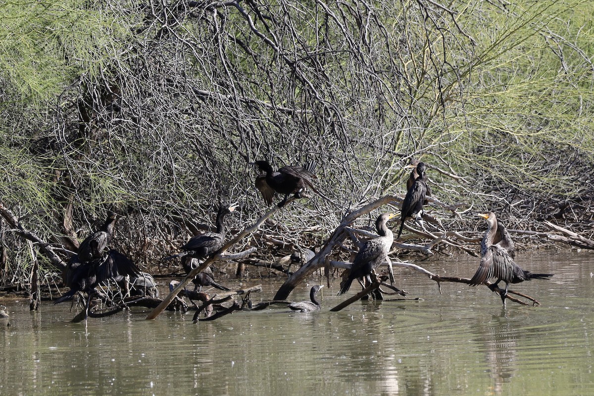 Cormoran à aigrettes - ML646206007